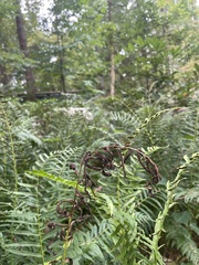 Homalosorus pycnocarpos