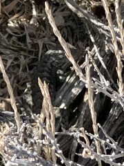 Sceloporus occidentalis