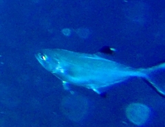 Trachinotus ovatus