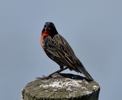 Leistes superciliaris