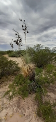 Yucca elata