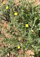 Pentzia incana