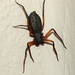 Common Scorpion Spider - Photo (c) Joan Faiola, some rights reserved (CC BY-NC), uploaded by Joan Faiola