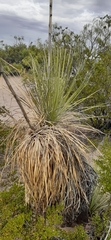 Yucca elata