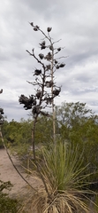 Yucca elata