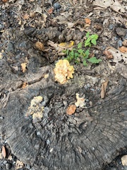 Laetiporus conifericola