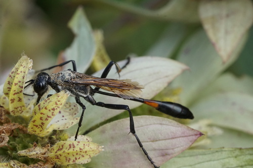 Common thread-waisted wasp