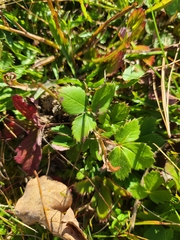 Fragaria virginiana