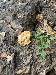 Laetiporus conifericola