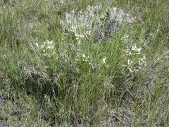 Astragalus pectinatus