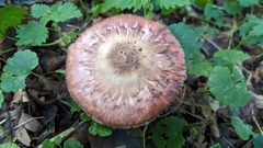 Agaricus sylvaticus