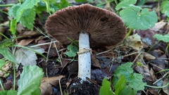 Agaricus sylvaticus