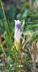 Gentianopsis crinita