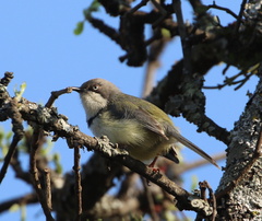Apalis thoracica