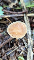 Collybiopsis peronata