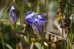 Gentianopsis crinita