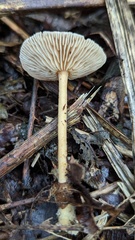 Collybiopsis peronata