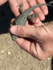 Sceloporus occidentalis