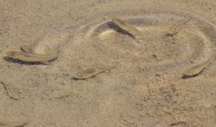 Poecilia latipinna