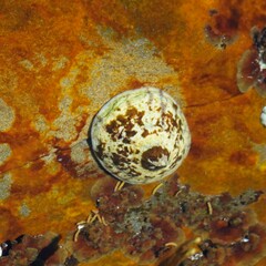 Testudinalia testudinalis