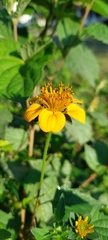 Sclerocarpus divaricatus