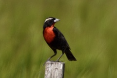 Leistes superciliaris