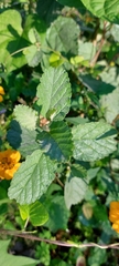 Sclerocarpus divaricatus