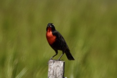 Leistes superciliaris