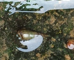 Melanoides tuberculata