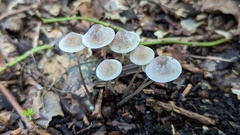 Mycena arcangeliana