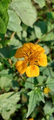 Sclerocarpus divaricatus