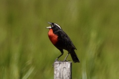 Leistes superciliaris