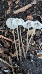 Mycena arcangeliana
