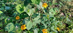Sclerocarpus divaricatus