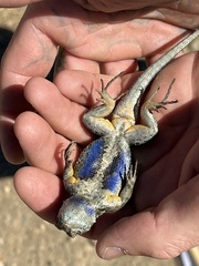 Sceloporus occidentalis