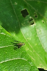 Dolichopodidae