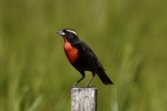 Leistes superciliaris