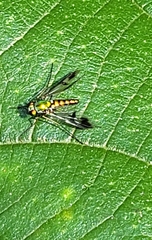 Dolichopodidae