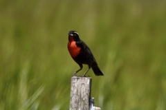 Leistes superciliaris