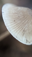 Mycena arcangeliana