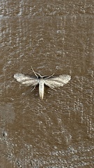 Euacidalia brownsvillea