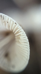 Mycena arcangeliana