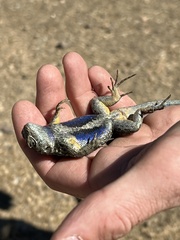 Sceloporus occidentalis