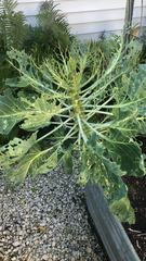 Brassica oleracea