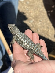 Sceloporus occidentalis