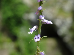 Anarrhinum bellidifolium