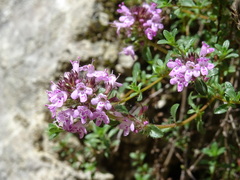 Thymus praecox