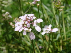 Iberis