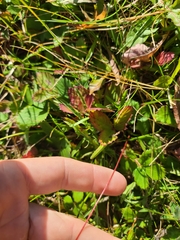 Fragaria virginiana