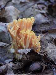 Ramaria formosa